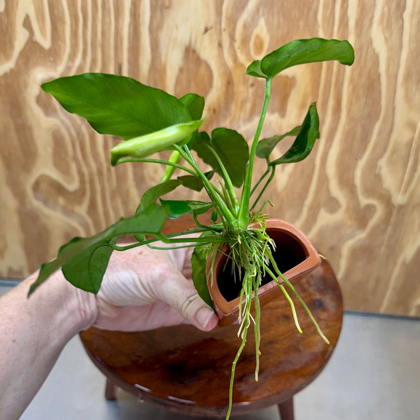 Scapeshop.com.au One Only Terracotta Breeding Cave with Anubias Nana - One Only - Awesome Terracotta Breeding Cave with Anubias - One Only - Scapeshop Australia