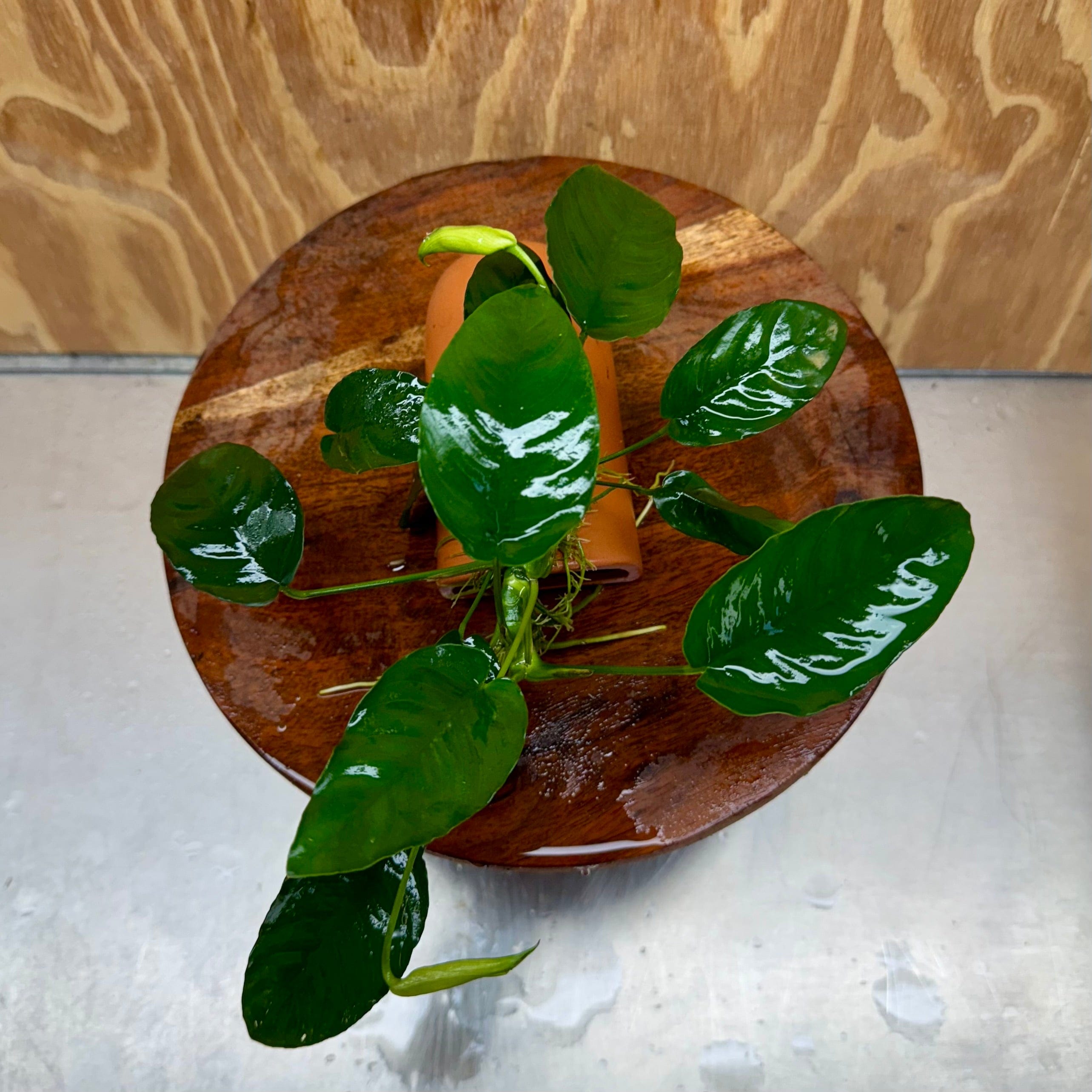 Scapeshop.com.au One Only Terracotta Breeding Cave with Anubias Nana - One Only - Awesome Terracotta Breeding Cave with Anubias - One Only - Scapeshop Australia