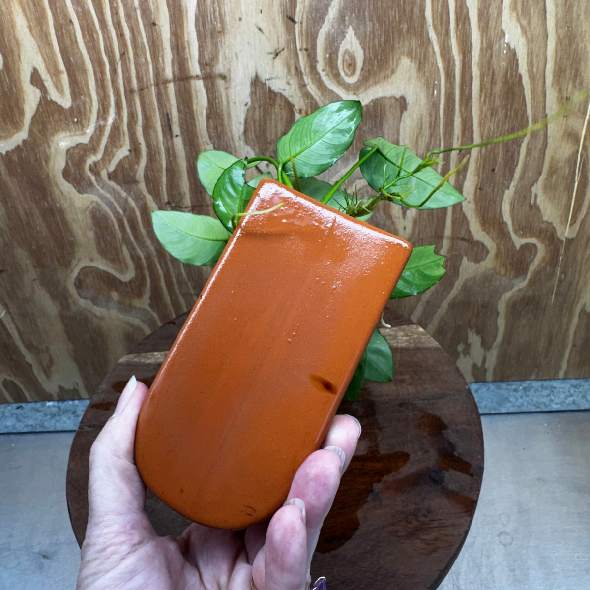 Scapeshop.com.au One Only Terracotta Breeding Cave with Anubias Nana - One Only - Awesome Terracotta Breeding Cave with Anubias - One Only - Scapeshop Australia