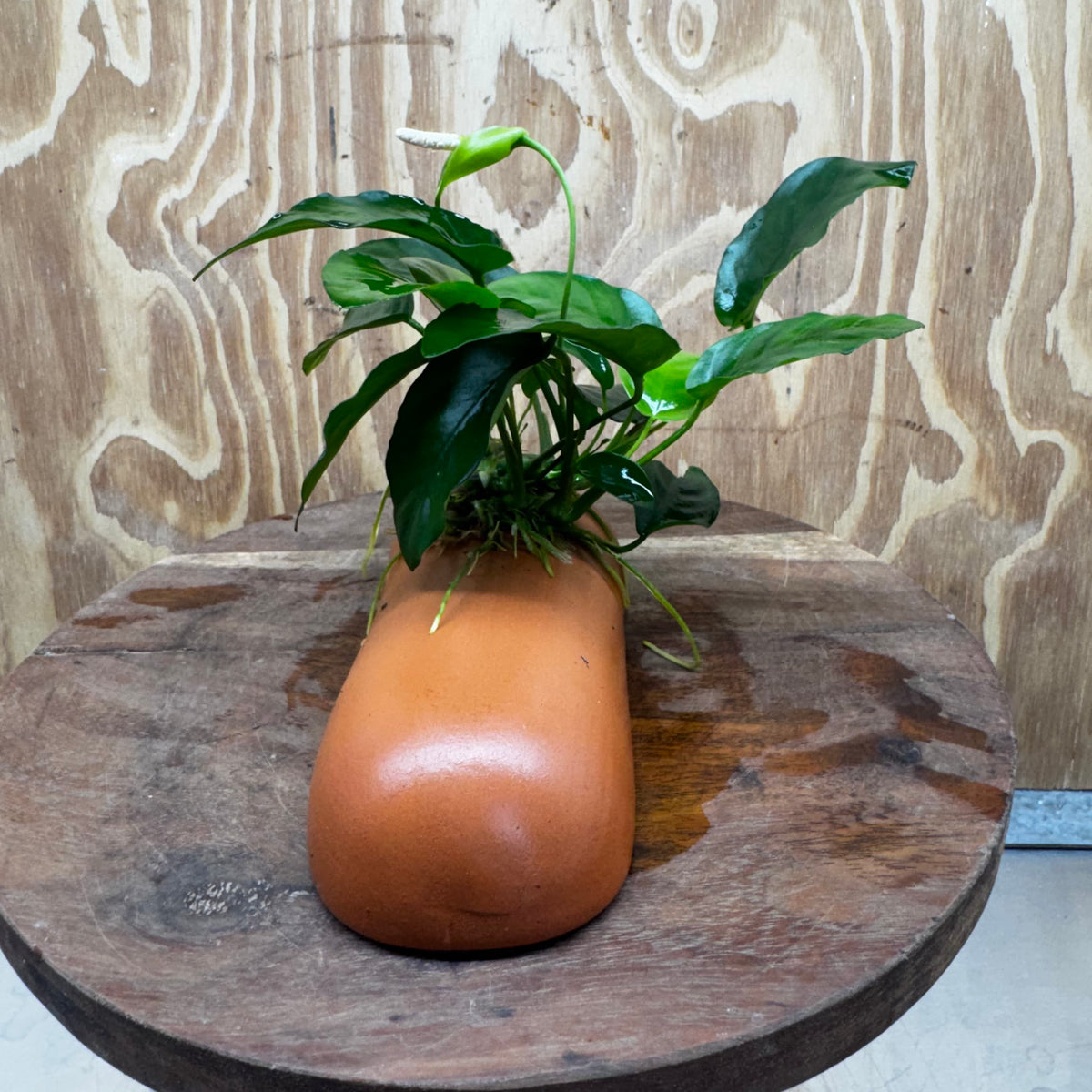 Scapeshop.com.au One Only Terracotta Breeding Cave with Anubias Nana - One Only - Awesome Terracotta Breeding Cave with Anubias - One Only - Scapeshop Australia
