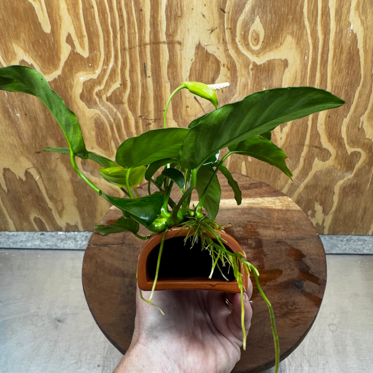Scapeshop.com.au One Only Terracotta Breeding Cave with Anubias Nana - One Only - Awesome Terracotta Breeding Cave with Anubias - One Only - Scapeshop Australia
