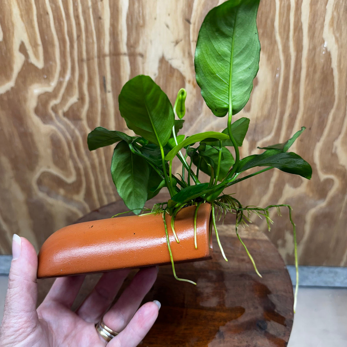 Scapeshop.com.au One Only Terracotta Breeding Cave with Anubias Nana - One Only - Awesome Terracotta Breeding Cave with Anubias - One Only - Scapeshop Australia