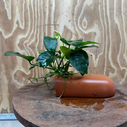 Scapeshop.com.au One Only Terracotta Breeding Cave with Anubias Nana - One Only - Awesome Terracotta Breeding Cave with Anubias - One Only - Scapeshop Australia