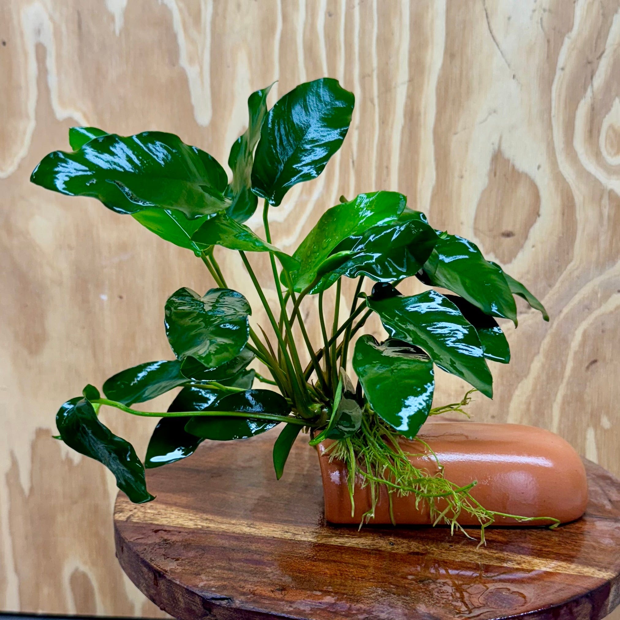 Scapeshop.com.au One Only Terracotta Breeding Cave with Anubias - One Only Terracotta Breeding Cave with Anubias - One Only - Scapeshop Australia