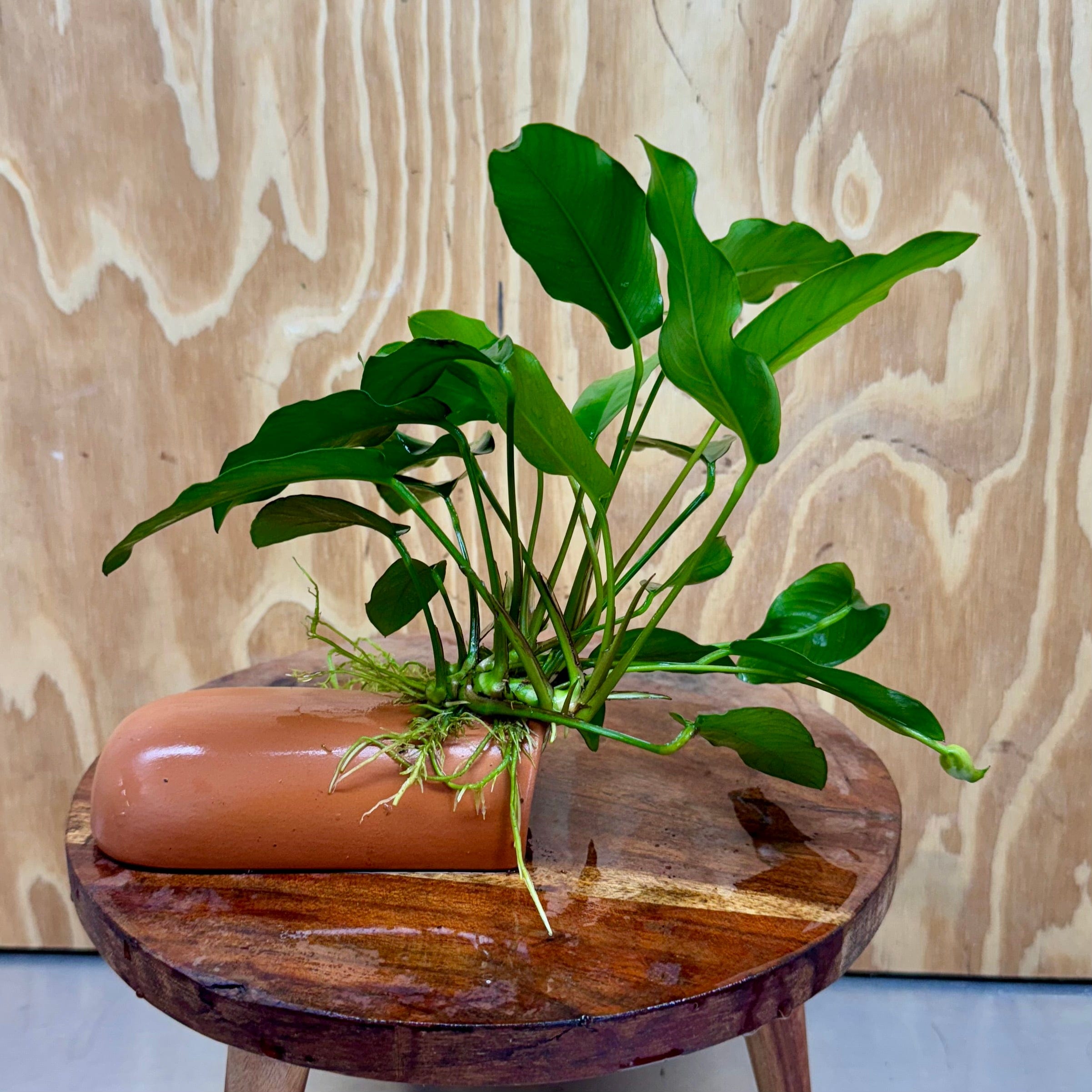 Scapeshop.com.au One Only Terracotta Breeding Cave with Anubias - One Only Terracotta Breeding Cave with Anubias - One Only - Scapeshop Australia