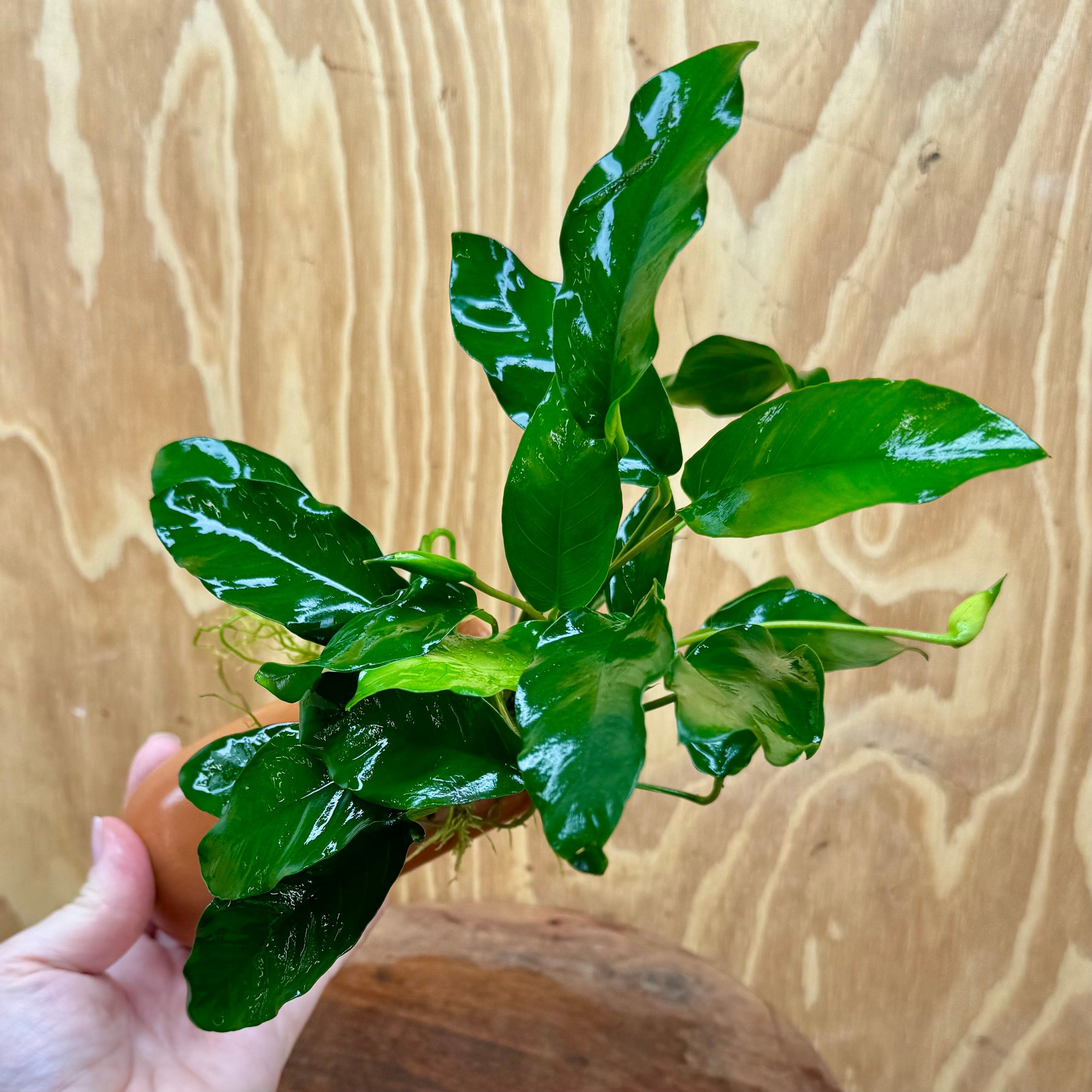 Scapeshop.com.au One Only Terracotta Breeding Cave with Anubias - One Only Terracotta Breeding Cave with Anubias - One Only - Scapeshop Australia