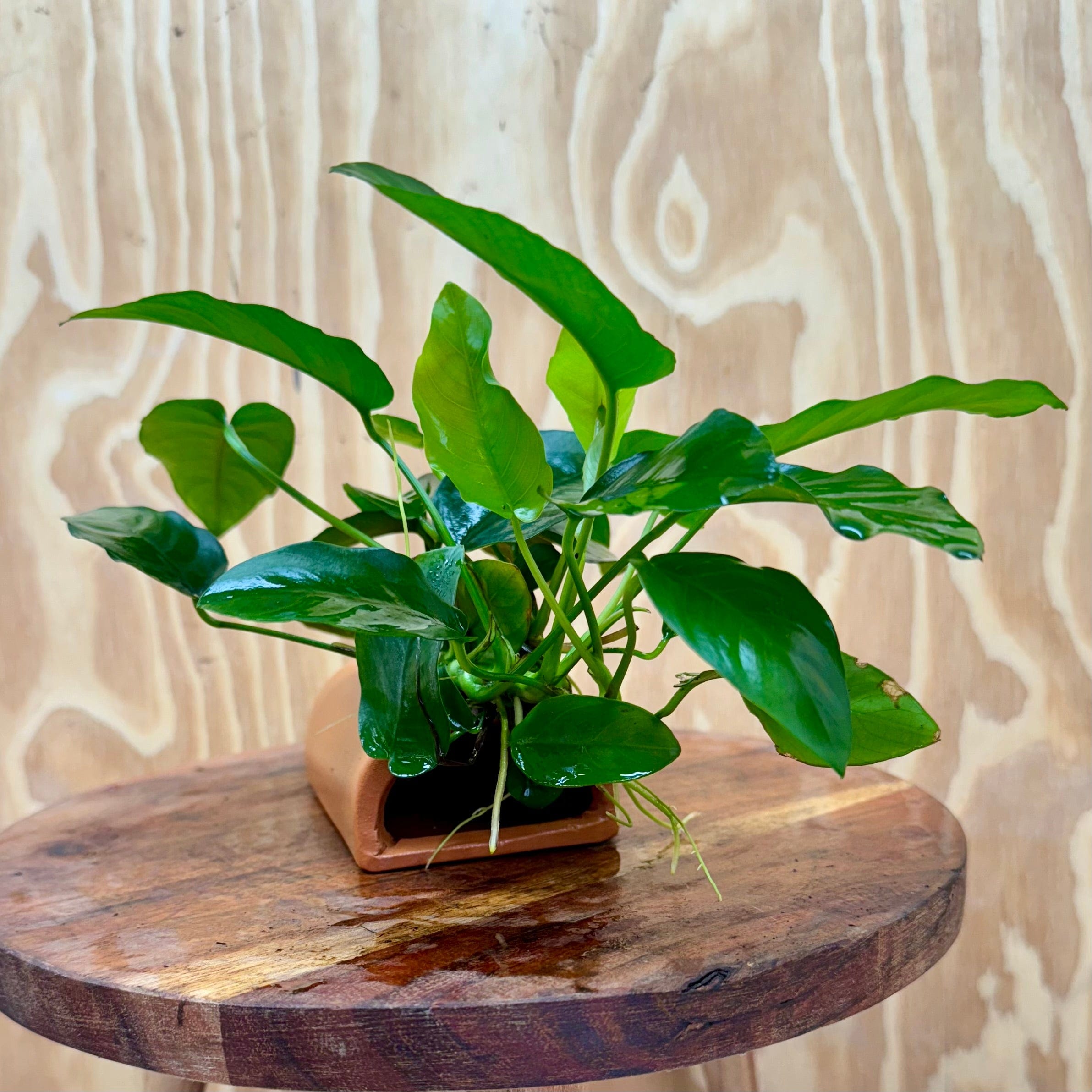 Scapeshop.com.au One Only Terracotta Breeding Cave with Anubias - One Only Terracotta Breeding Cave with Anubias - One Only - Scapeshop Australia