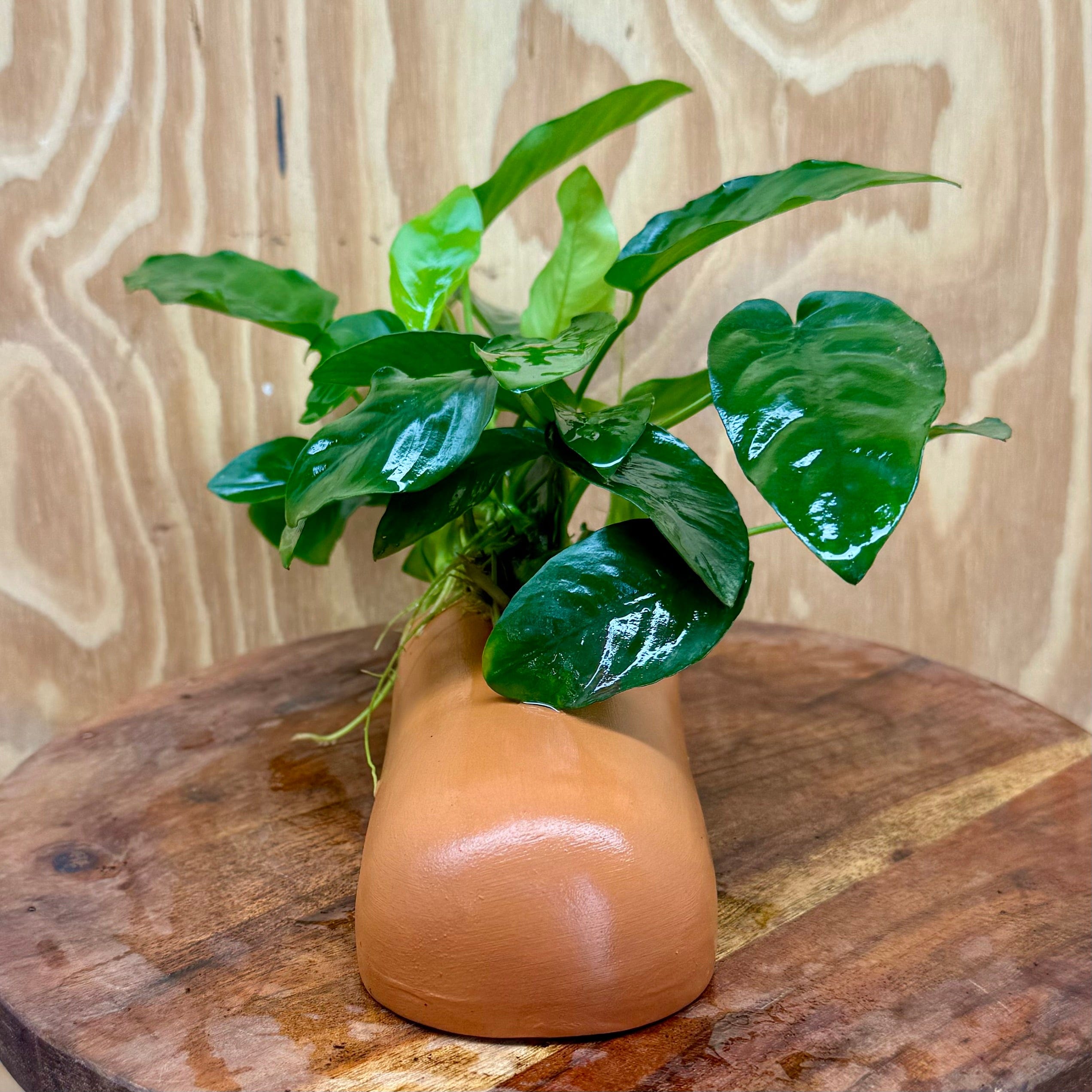 Scapeshop.com.au One Only Terracotta Breeding Cave with Anubias - One Only Terracotta Breeding Cave with Anubias - One Only - Scapeshop Australia