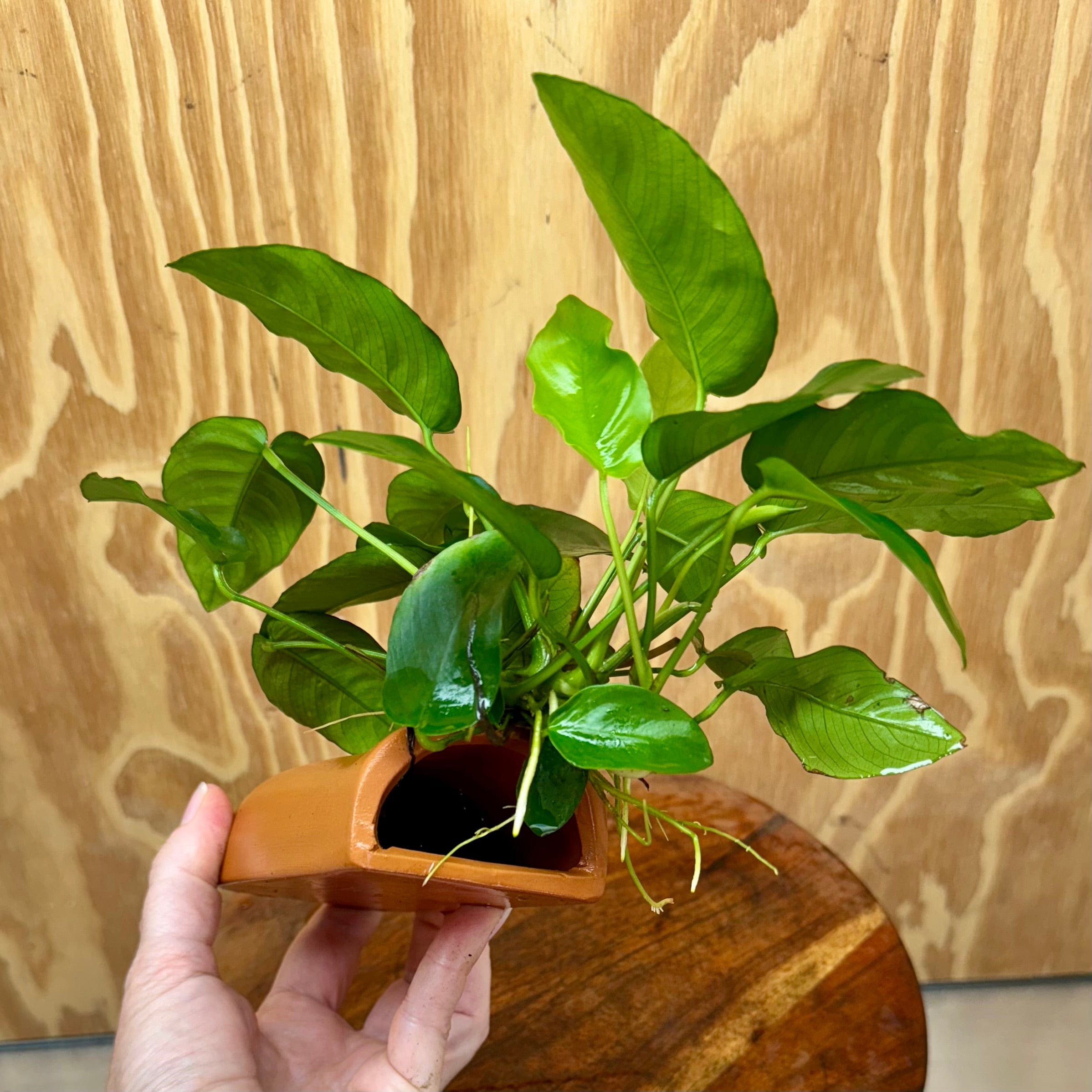 Scapeshop.com.au One Only Terracotta Breeding Cave with Anubias - One Only Terracotta Breeding Cave with Anubias - One Only - Scapeshop Australia