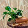 Scapeshop.com.au One Only Terracotta Breeding Cave with Anubias - One Only Terracotta Breeding Cave with Anubias - One Only - Scapeshop Australia