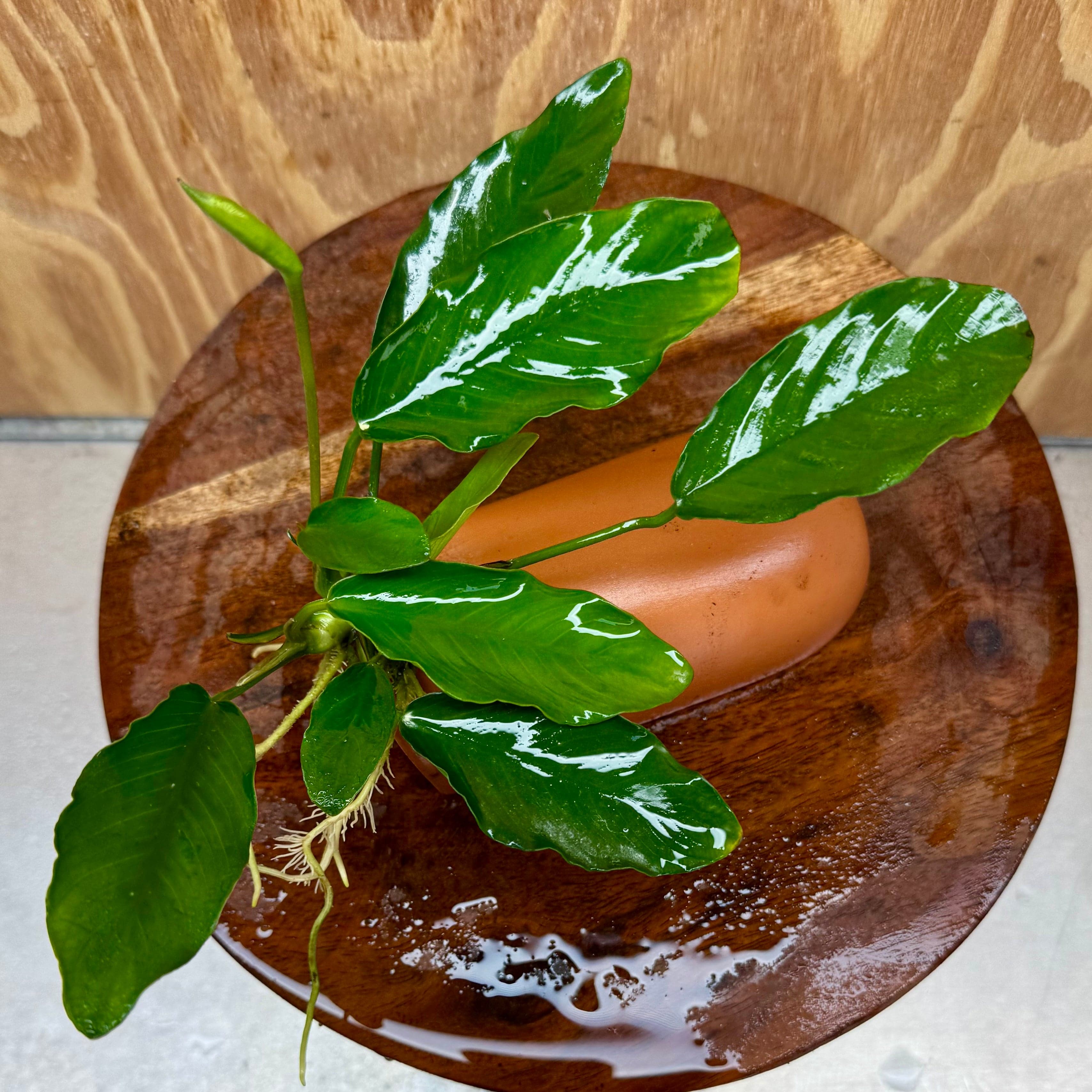 Scapeshop.com.au One Only Terracotta Breeding Cave with Anubias - One Only - Angela Terracotta Breeding Cave with Anubias - One Only - Scapeshop Australia