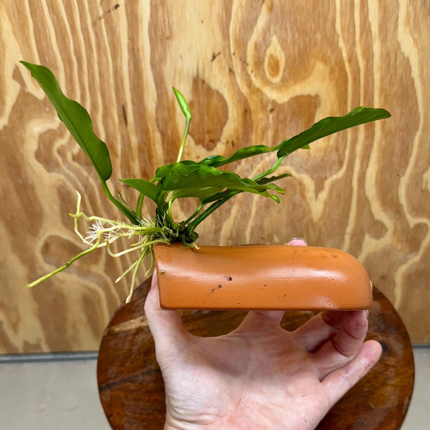 Scapeshop.com.au One Only Terracotta Breeding Cave with Anubias - One Only - Angela Terracotta Breeding Cave with Anubias - One Only - Scapeshop Australia