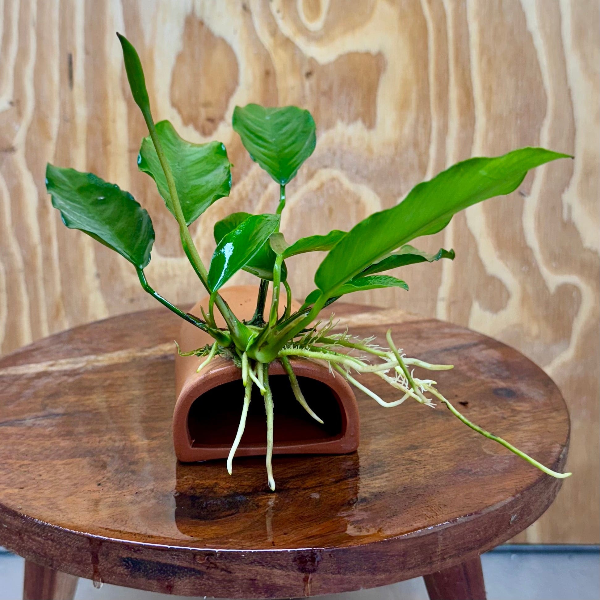 Scapeshop.com.au One Only Terracotta Breeding Cave with Anubias - One Only - Angela Terracotta Breeding Cave with Anubias - One Only - Scapeshop Australia