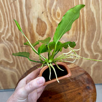 Scapeshop.com.au One Only Terracotta Breeding Cave with Anubias - One Only - Angela Terracotta Breeding Cave with Anubias - One Only - Scapeshop Australia