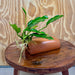Scapeshop.com.au One Only Terracotta Breeding Cave with Anubias - One Only - Angela Terracotta Breeding Cave with Anubias - One Only - Scapeshop Australia