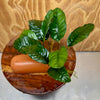 Scapeshop.com.au One Only Terracotta Breeding Cave with Anubias - One Only - B Terracotta Breeding Cave with Anubias - One Only - Scapeshop Australia