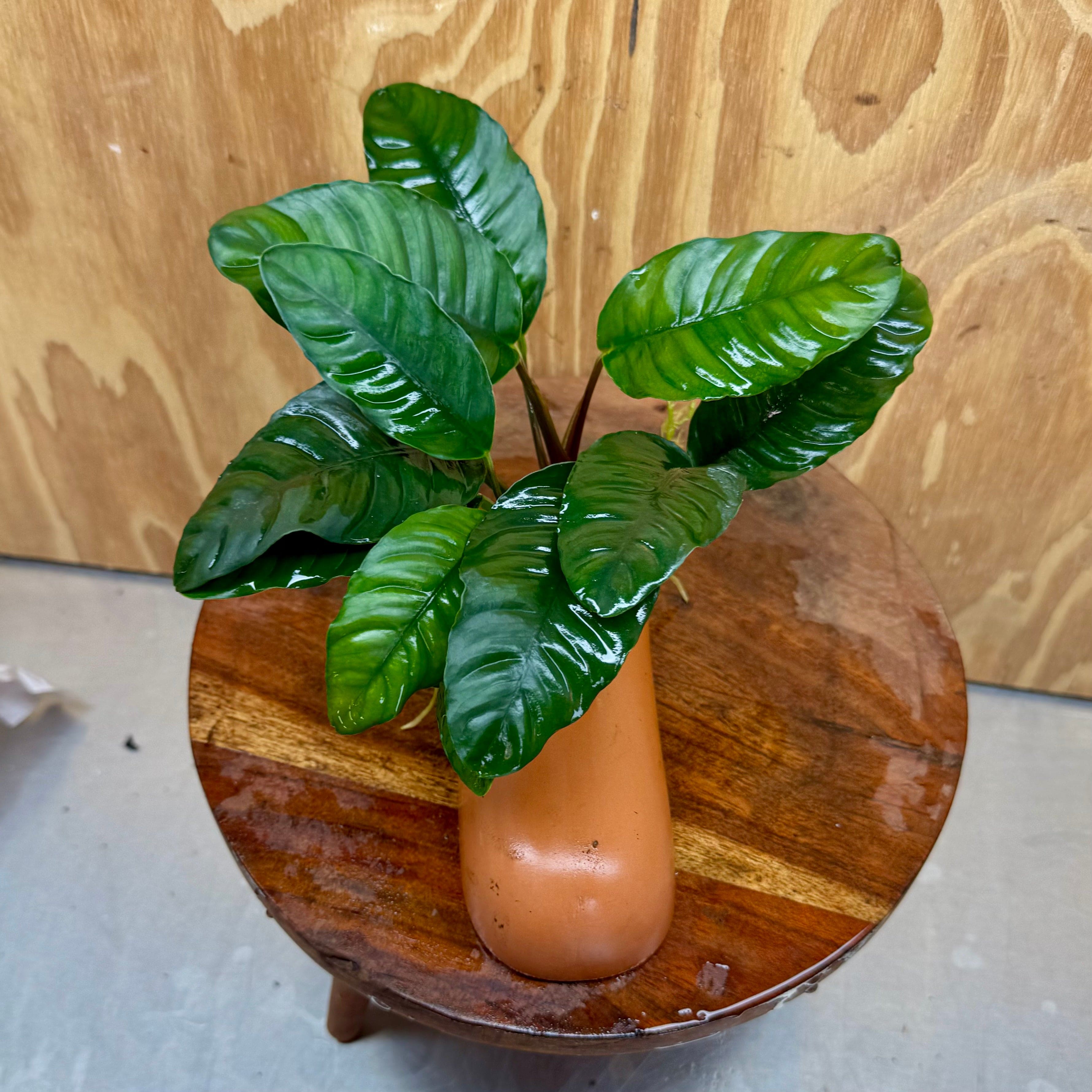 Scapeshop.com.au One Only Terracotta Breeding Cave with Anubias - One Only - B Terracotta Breeding Cave with Anubias - One Only - Scapeshop Australia