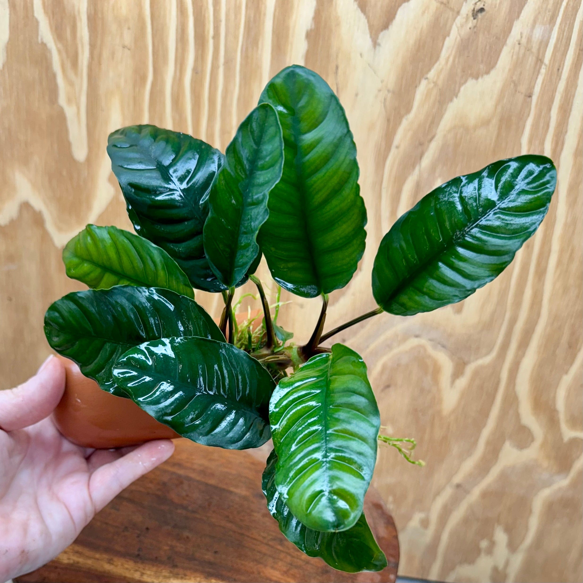 Scapeshop.com.au One Only Terracotta Breeding Cave with Anubias - One Only - B Terracotta Breeding Cave with Anubias - One Only - Scapeshop Australia