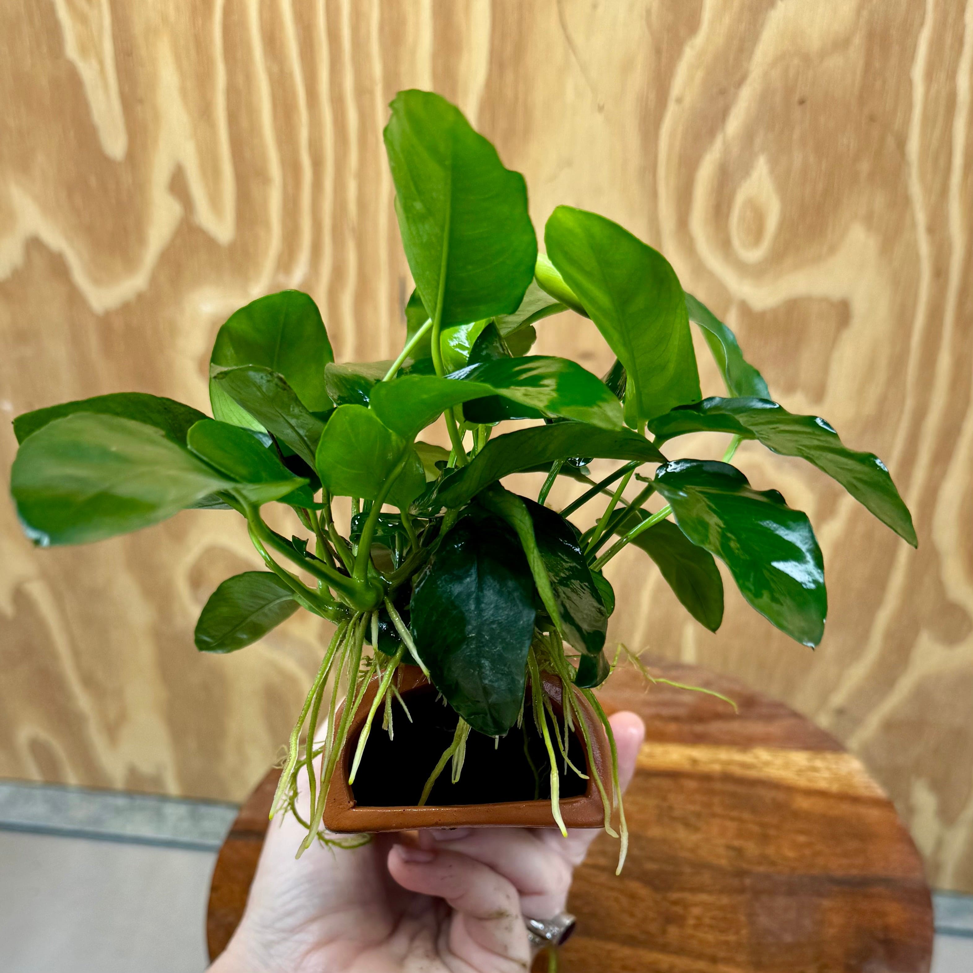 Scapeshop.com.au One Only Terracotta Breeding Cave with Anubias - One Only - B Terracotta Breeding Cave with Anubias - One Only - Scapeshop Australia