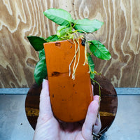 Scapeshop.com.au One Only Terracotta Breeding Cave with Anubias - One Only - Nana Terracotta Breeding Cave with Anubias - One Only - Scapeshop Australia