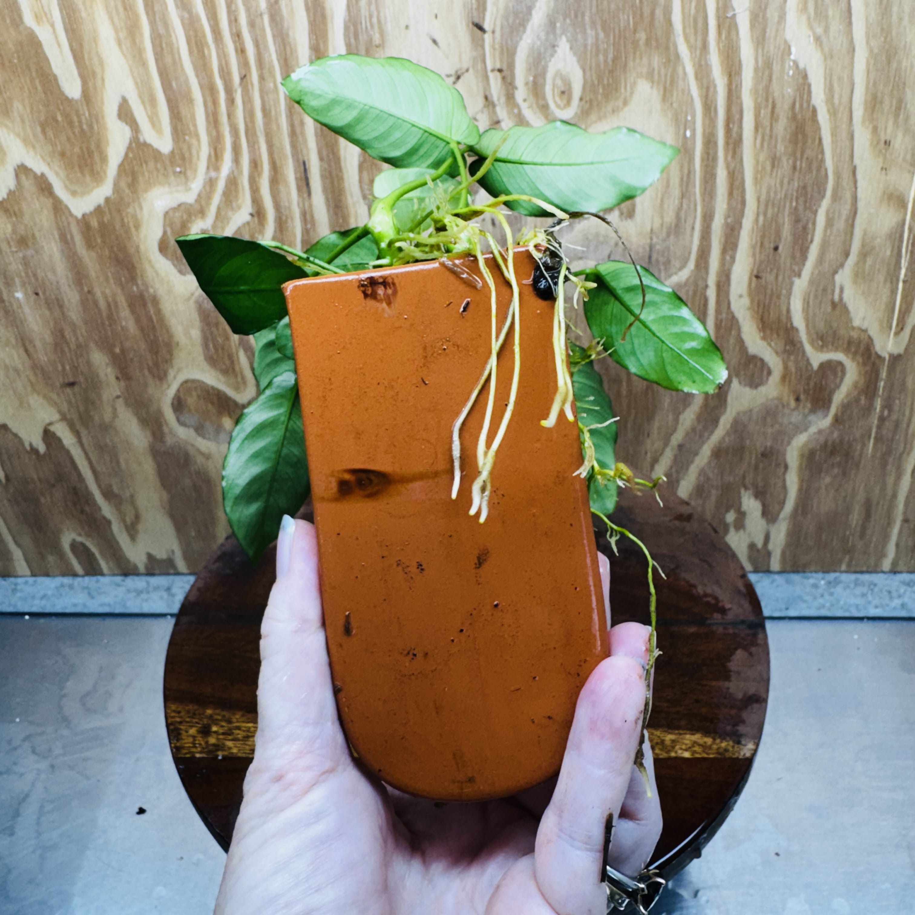 Scapeshop.com.au One Only Terracotta Breeding Cave with Anubias - One Only - Nana Terracotta Breeding Cave with Anubias - One Only - Scapeshop Australia