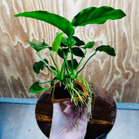 Scapeshop.com.au One Only Terracotta Breeding Cave with Anubias - One Only - Nana Terracotta Breeding Cave with Anubias - One Only - Scapeshop Australia