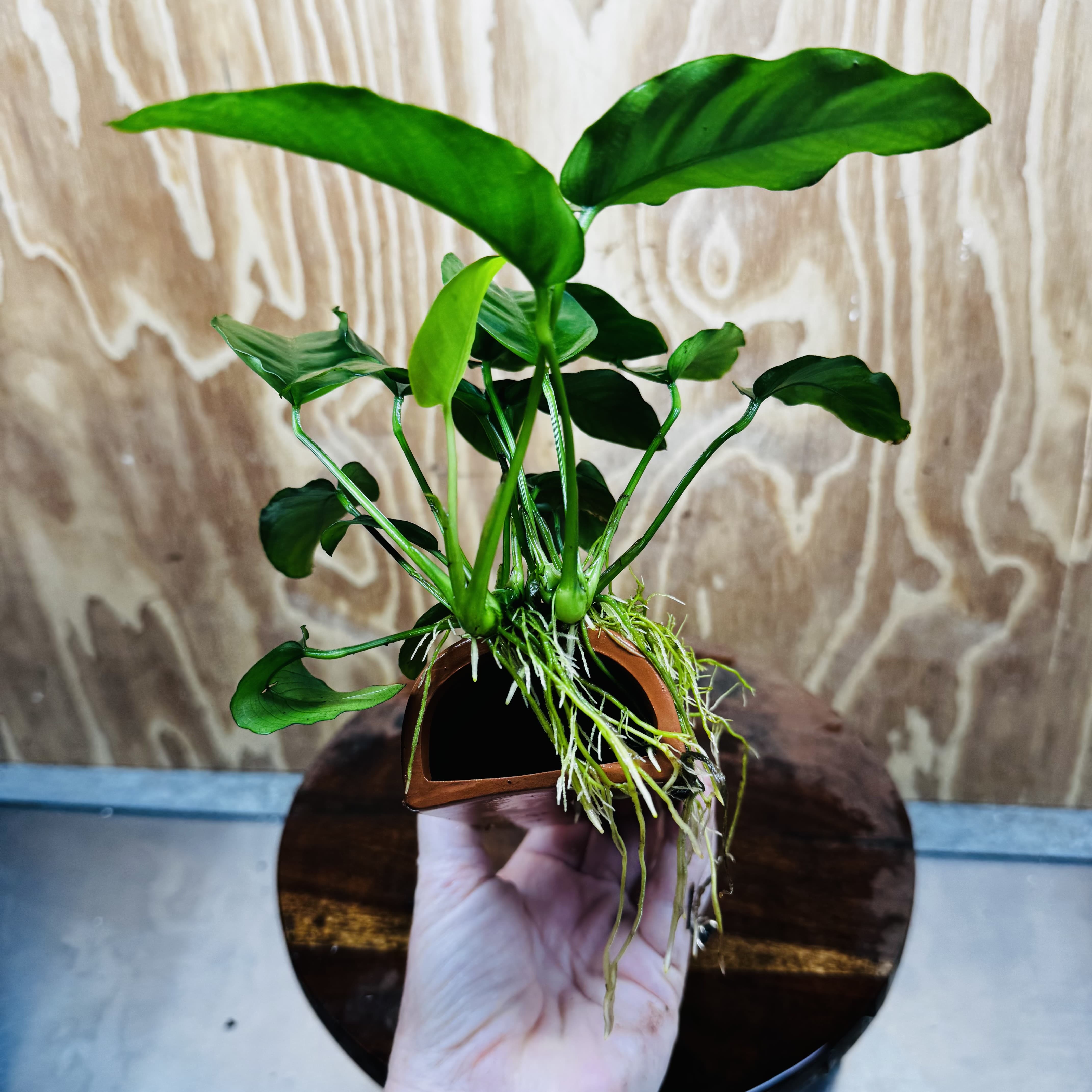 Scapeshop.com.au One Only Terracotta Breeding Cave with Anubias - One Only - Nana Terracotta Breeding Cave with Anubias - One Only - Scapeshop Australia