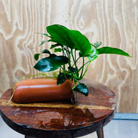 Scapeshop.com.au One Only Terracotta Breeding Cave with Anubias - One Only - Nana Terracotta Breeding Cave with Anubias - One Only - Scapeshop Australia
