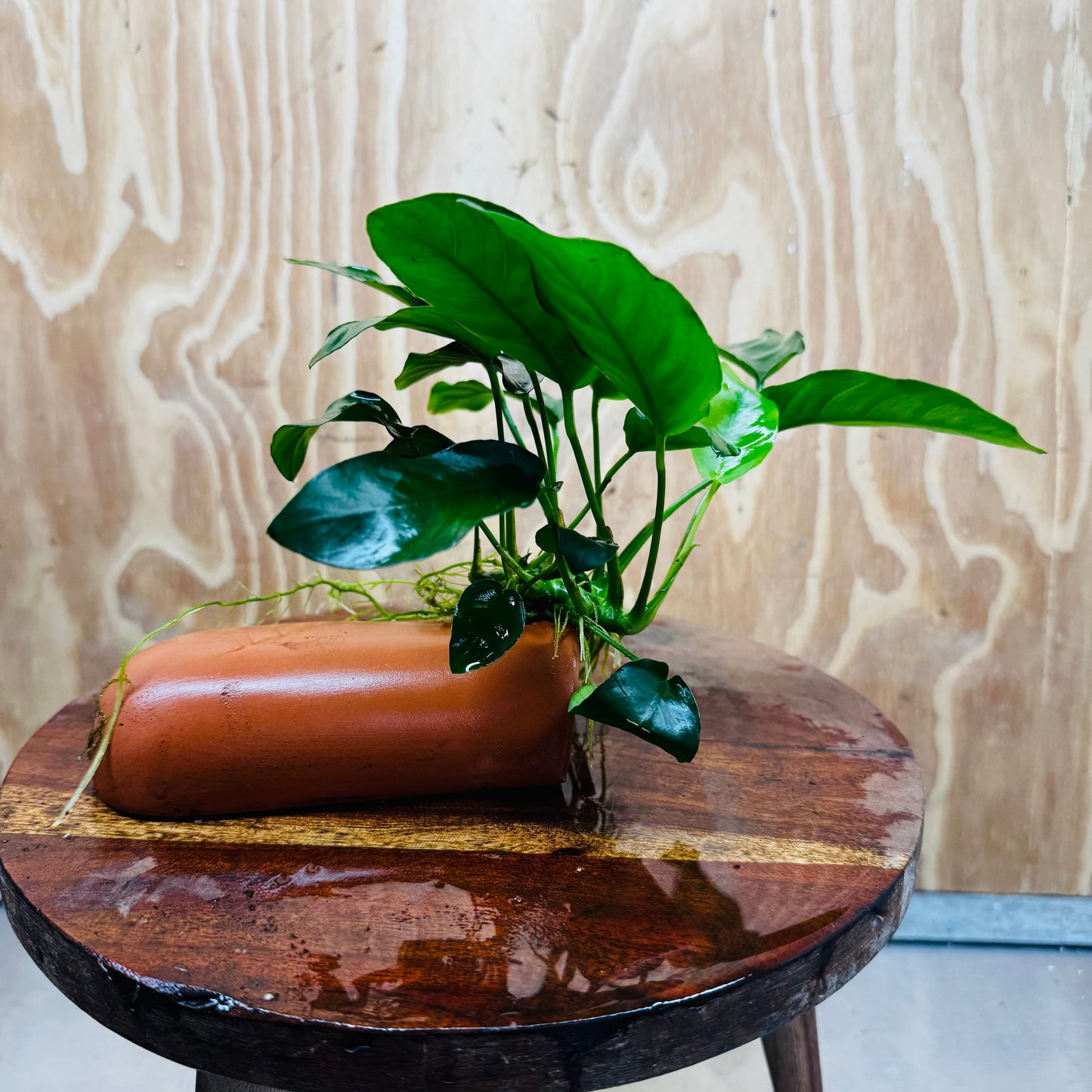 Scapeshop.com.au One Only Terracotta Breeding Cave with Anubias - One Only - Nana Terracotta Breeding Cave with Anubias - One Only - Scapeshop Australia