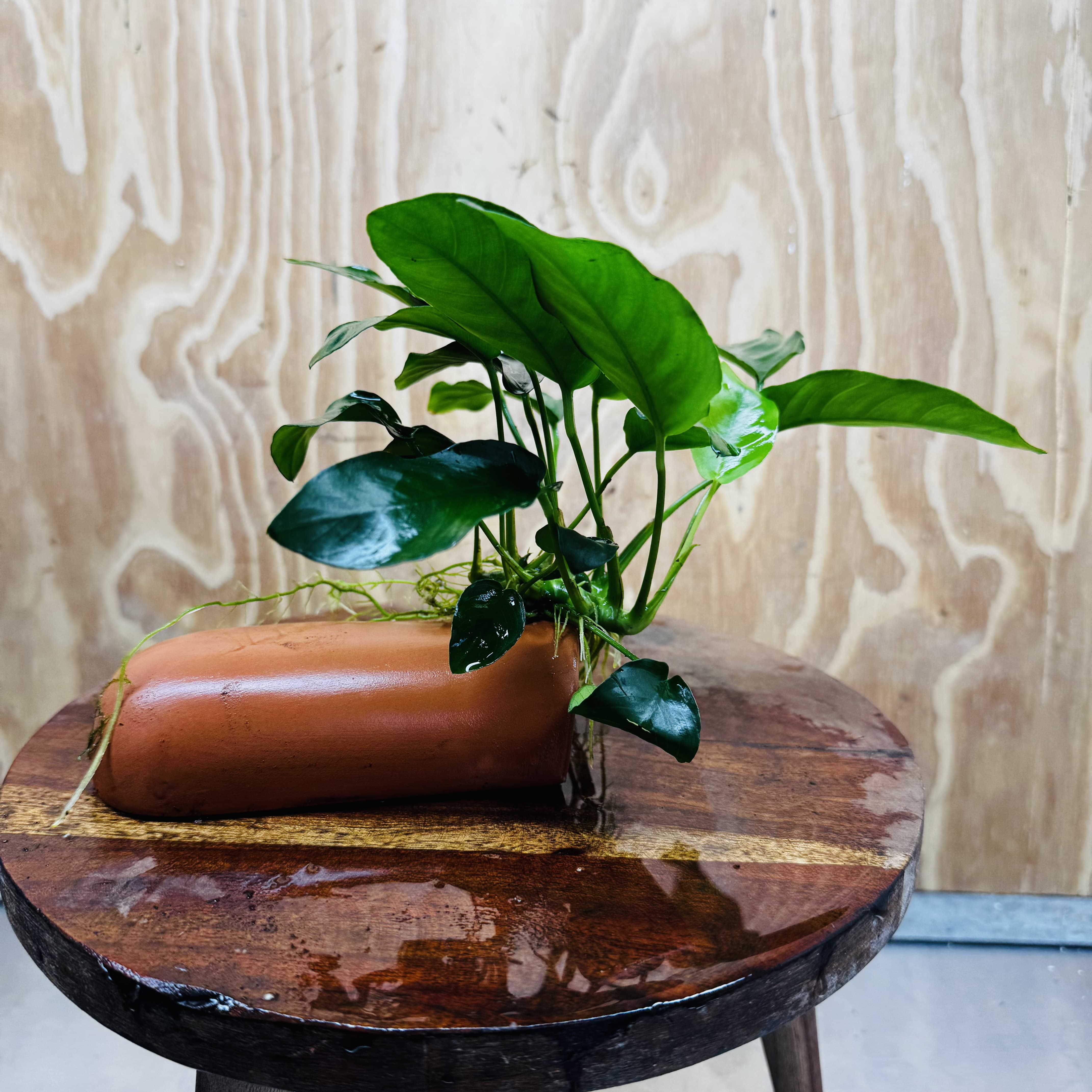 Scapeshop.com.au One Only Terracotta Breeding Cave with Anubias - One Only - Nana Terracotta Breeding Cave with Anubias - One Only - Scapeshop Australia