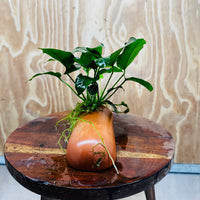 Scapeshop.com.au One Only Terracotta Breeding Cave with Anubias - One Only - Nana Terracotta Breeding Cave with Anubias - One Only - Scapeshop Australia