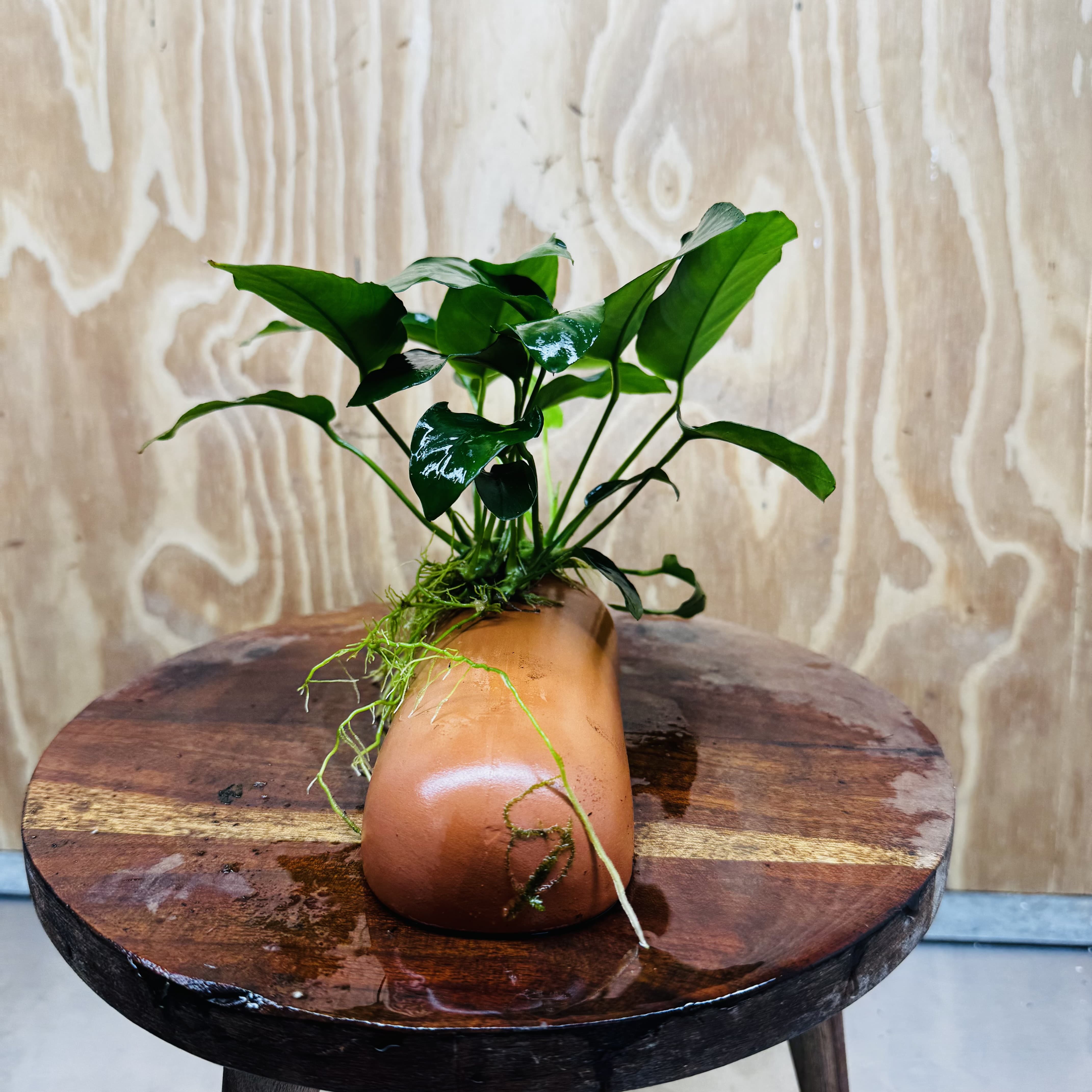 Scapeshop.com.au One Only Terracotta Breeding Cave with Anubias - One Only - Nana Terracotta Breeding Cave with Anubias - One Only - Scapeshop Australia