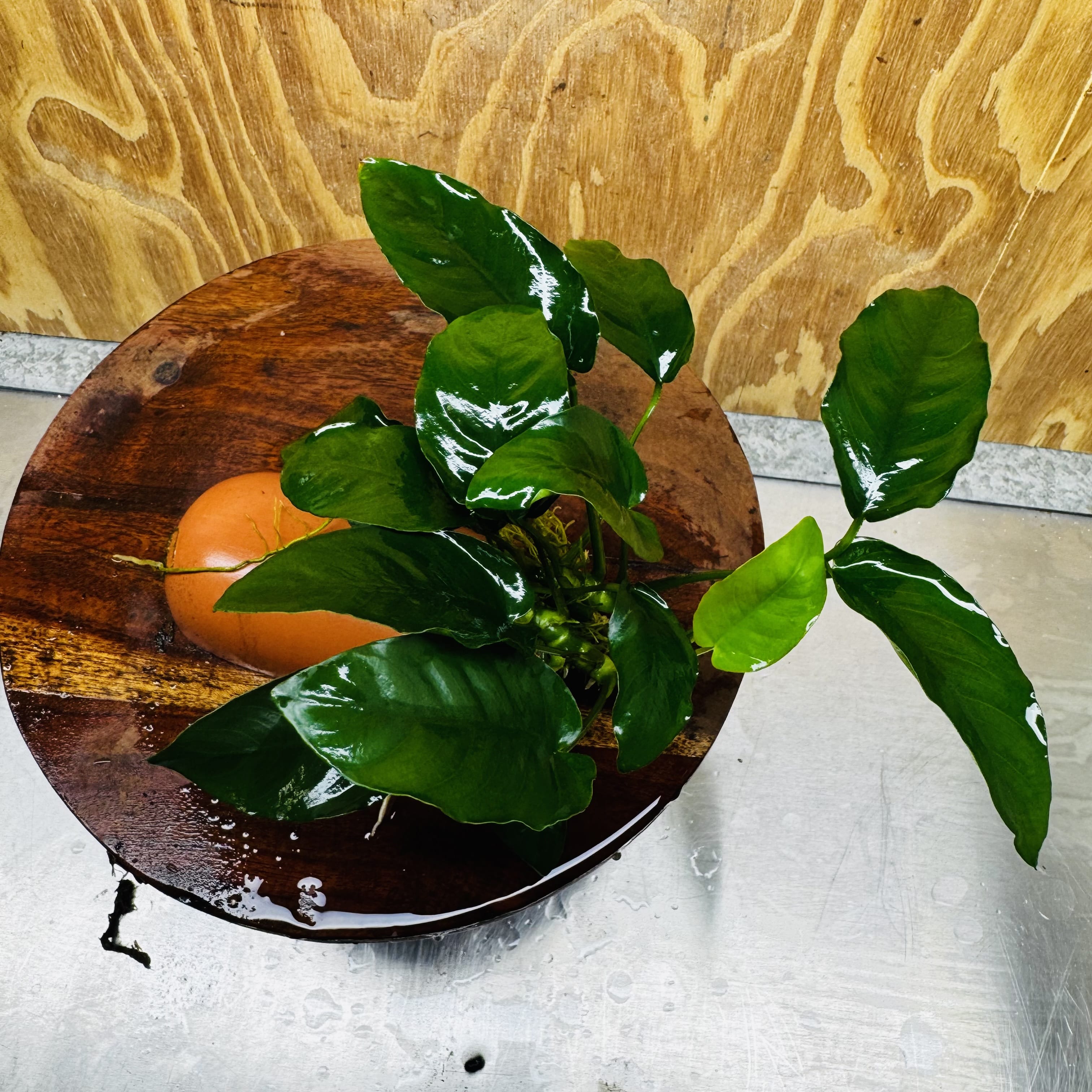 Scapeshop.com.au One Only Terracotta Breeding Cave with Anubias - One Only - Nana Terracotta Breeding Cave with Anubias - One Only - Scapeshop Australia