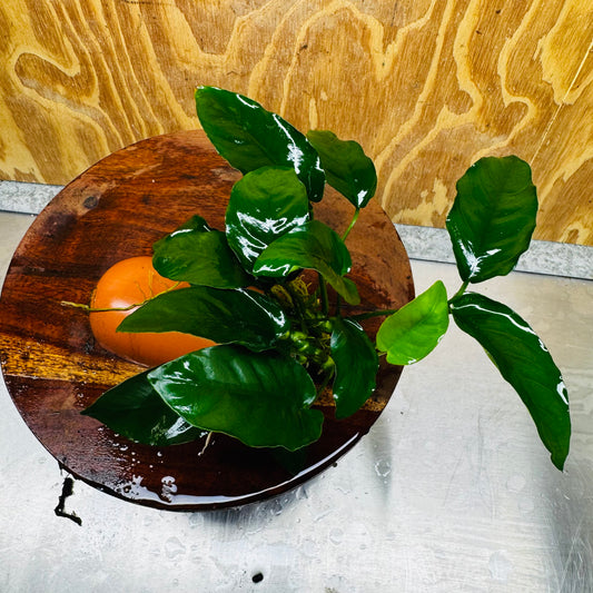 Scapeshop.com.au One Only Terracotta Breeding Cave with Anubias - One Only - Nana Terracotta Breeding Cave with Anubias - One Only - Scapeshop Australia