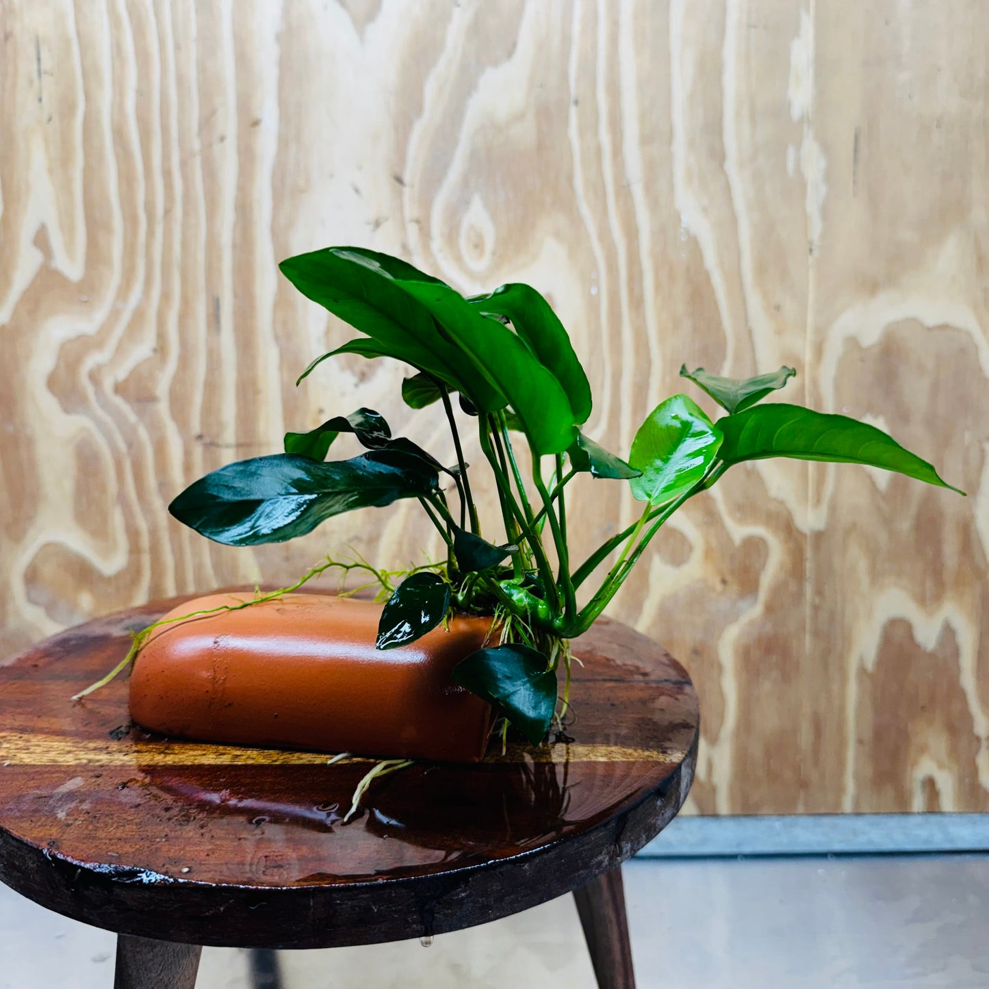 Scapeshop.com.au One Only Terracotta Breeding Cave with Anubias - One Only - Nana Terracotta Breeding Cave with Anubias - One Only - Scapeshop Australia