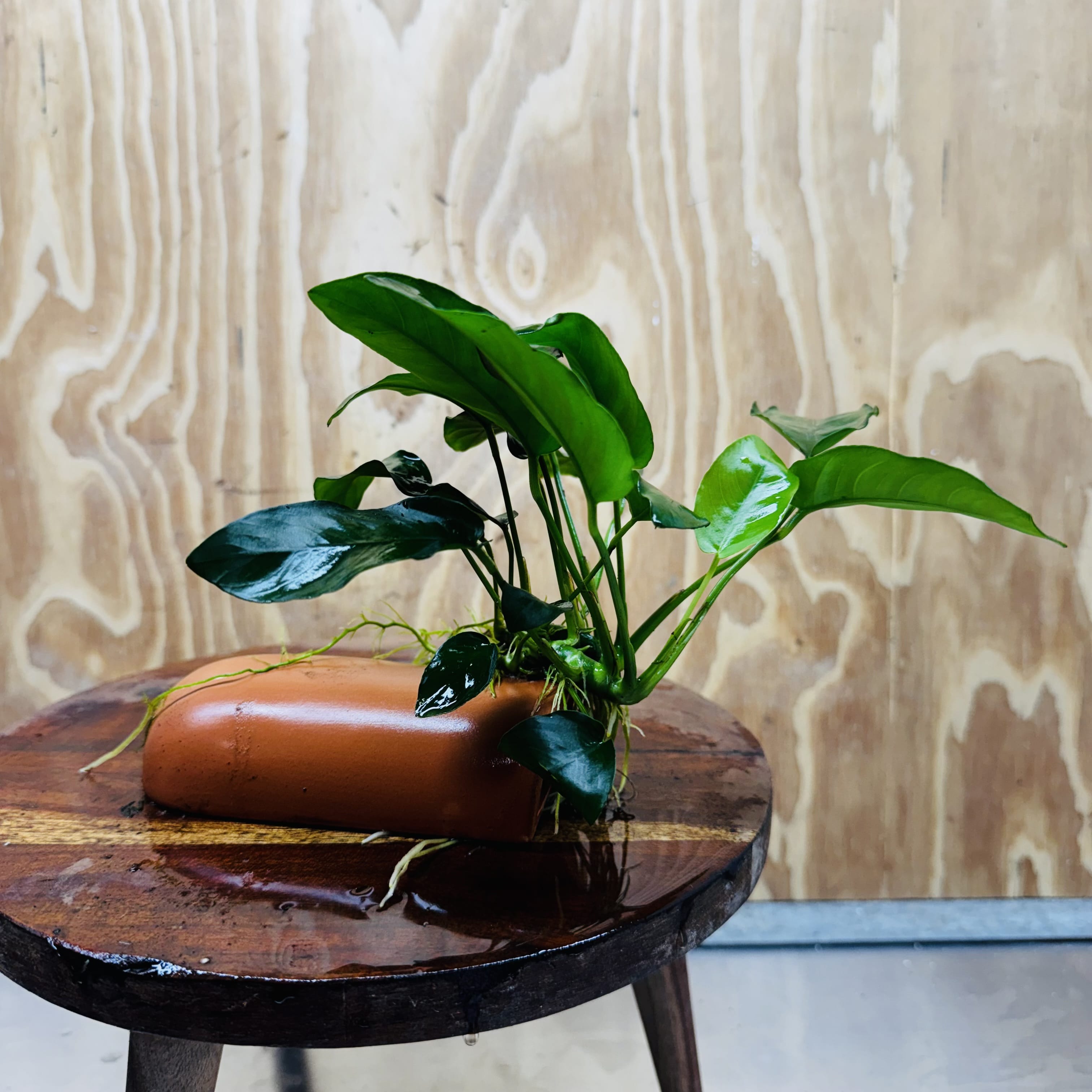 Scapeshop.com.au One Only Terracotta Breeding Cave with Anubias - One Only - Nana Terracotta Breeding Cave with Anubias - One Only - Scapeshop Australia