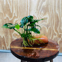 Scapeshop.com.au One Only Terracotta Breeding Cave with Anubias - One Only - Nana Terracotta Breeding Cave with Anubias - One Only - Scapeshop Australia