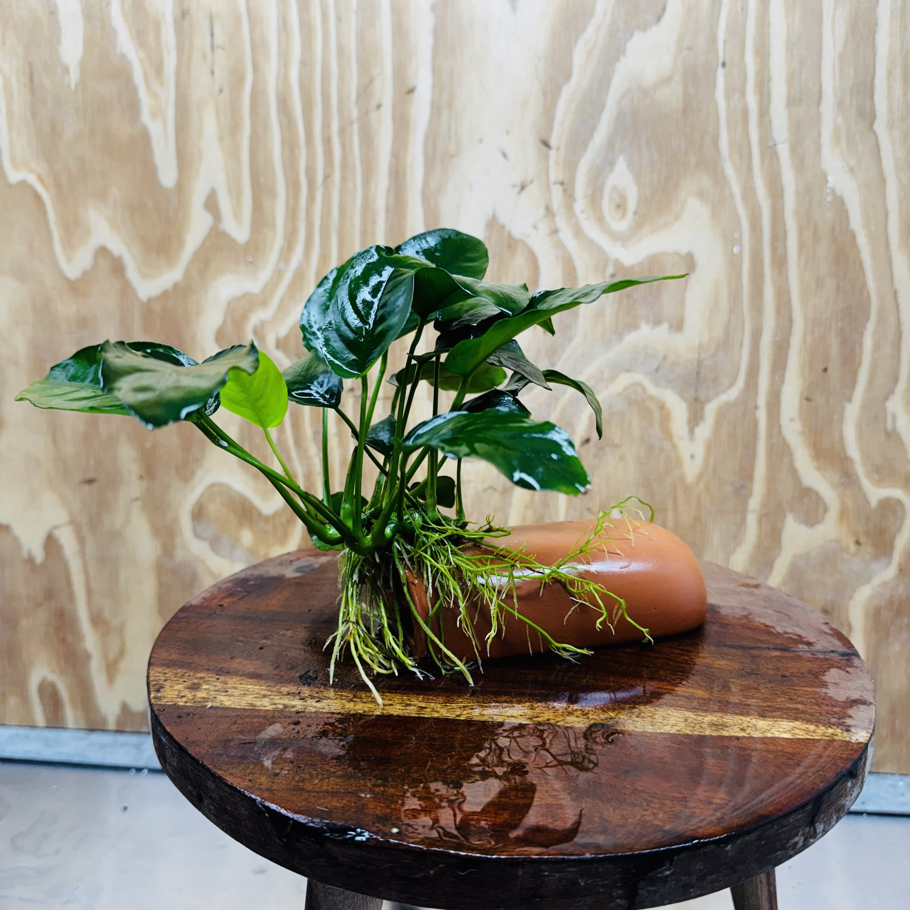 Scapeshop.com.au One Only Terracotta Breeding Cave with Anubias - One Only - Nana Terracotta Breeding Cave with Anubias - One Only - Scapeshop Australia