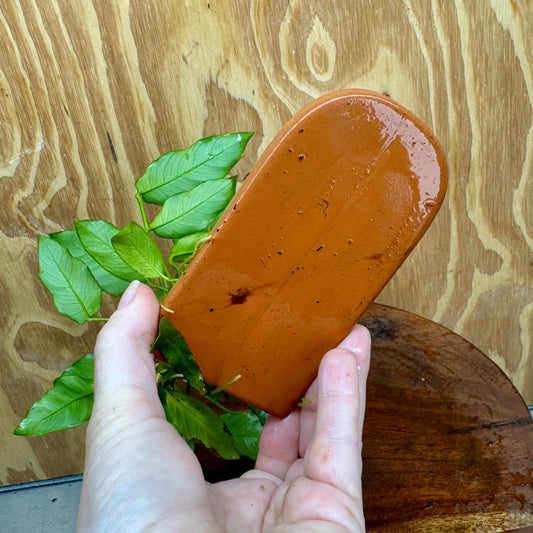 Scapeshop.com.au One Only Terracotta Breeding Cave with Anubias - One Only - Petite Emerald Heart Terracotta Breeding Cave with Anubias - One Only - Scapeshop Australia