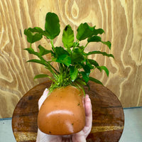 Scapeshop.com.au One Only Terracotta Breeding Cave with Anubias - One Only - Petite Emerald Heart Terracotta Breeding Cave with Anubias - One Only - Scapeshop Australia