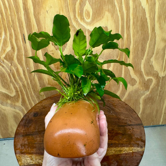 Scapeshop.com.au One Only Terracotta Breeding Cave with Anubias - One Only - Petite Emerald Heart Terracotta Breeding Cave with Anubias - One Only - Scapeshop Australia