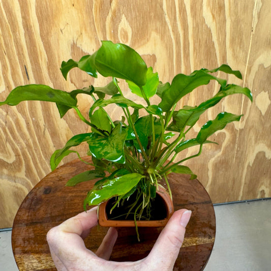 Scapeshop.com.au One Only Terracotta Breeding Cave with Anubias - One Only - Petite Emerald Heart Terracotta Breeding Cave with Anubias - One Only - Scapeshop Australia