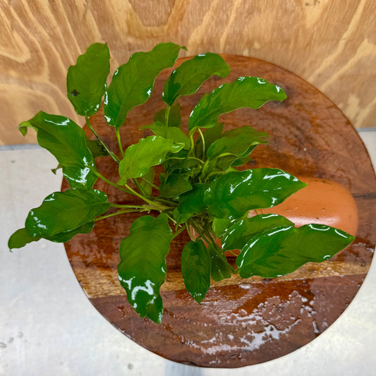 Scapeshop.com.au One Only Terracotta Breeding Cave with Anubias - One Only - Petite Emerald Heart Terracotta Breeding Cave with Anubias - One Only - Scapeshop Australia
