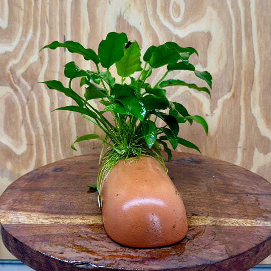 Scapeshop.com.au One Only Terracotta Breeding Cave with Anubias - One Only - Petite Emerald Heart Terracotta Breeding Cave with Anubias - One Only - Scapeshop Australia