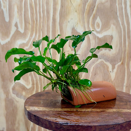 Scapeshop.com.au One Only Terracotta Breeding Cave with Anubias - One Only - Petite Emerald Heart Terracotta Breeding Cave with Anubias - One Only - Scapeshop Australia