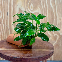 Scapeshop.com.au One Only Terracotta Breeding Cave with Anubias - One Only - Petite Emerald Heart Terracotta Breeding Cave with Anubias - One Only - Scapeshop Australia