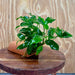 Scapeshop.com.au One Only Terracotta Breeding Cave with Anubias - One Only - Petite Emerald Heart Terracotta Breeding Cave with Anubias - One Only - Scapeshop Australia