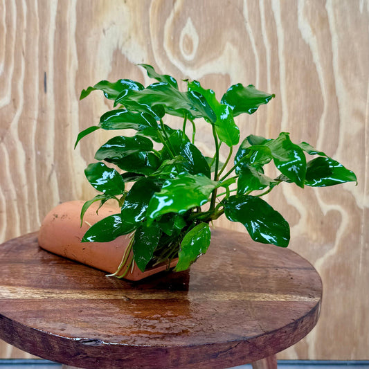 Scapeshop.com.au One Only Terracotta Breeding Cave with Anubias - One Only - Petite Emerald Heart Terracotta Breeding Cave with Anubias - One Only - Scapeshop Australia