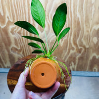 Pisces Enterprises One Only Terracotta Plant Pot with Anubias Lucy - One Only 💚 Terracotta Plant Pot with Anubias Lucy - One Only - Scapeshop Australia