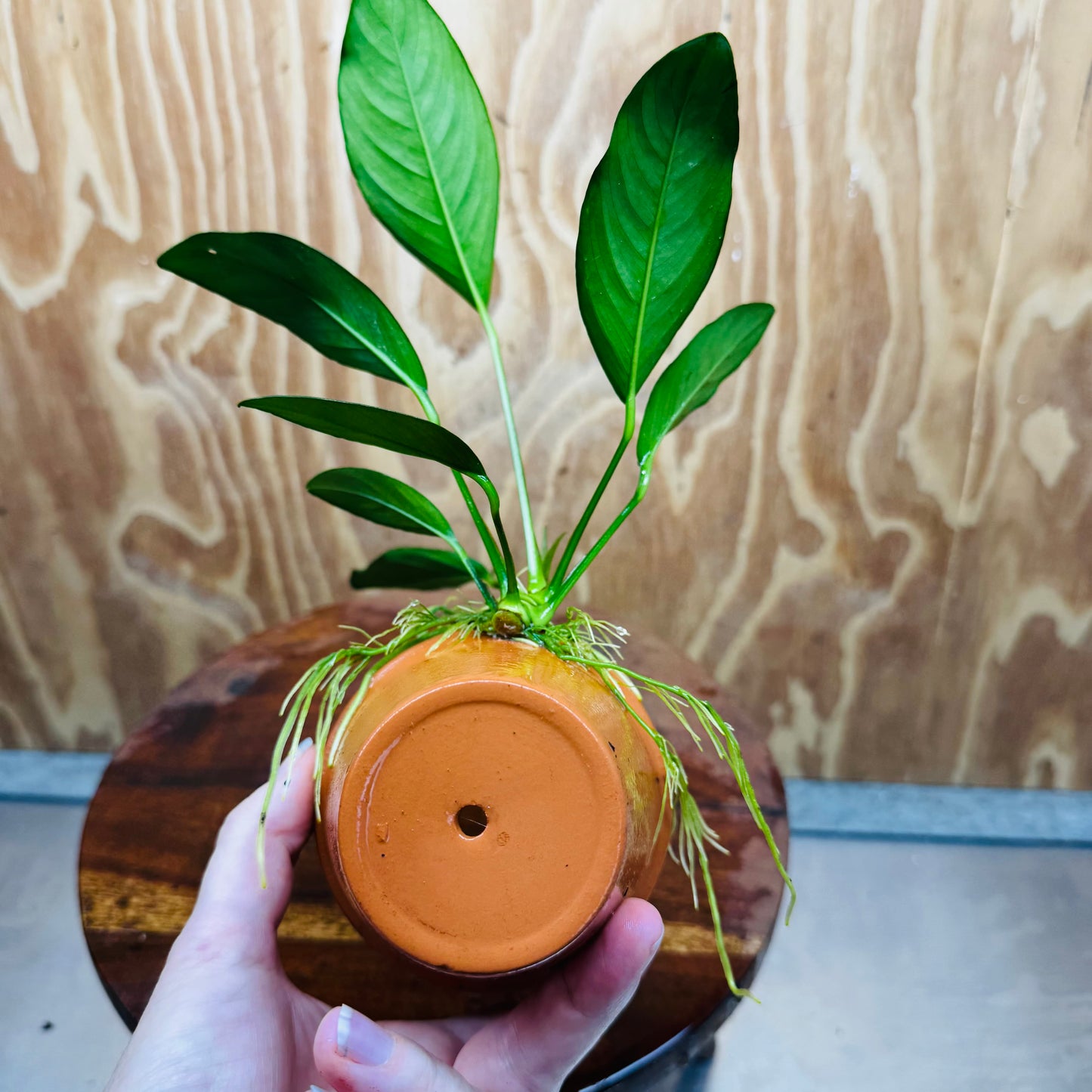 Pisces Enterprises One Only Terracotta Plant Pot with Anubias Lucy - One Only 💚 Terracotta Plant Pot with Anubias Lucy - One Only - Scapeshop Australia